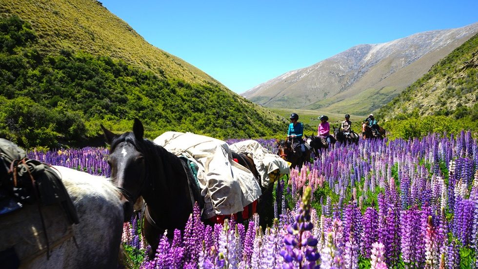 Adventure-Horse-Trekking-NZ-Lupin-Lovers-Horseback-Heaven - Adventure Horse Trekking NZ - Adventure Horse Trekking NZ