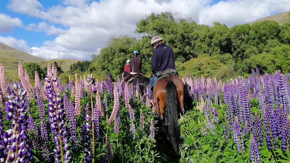 lupins_NZ South Island 