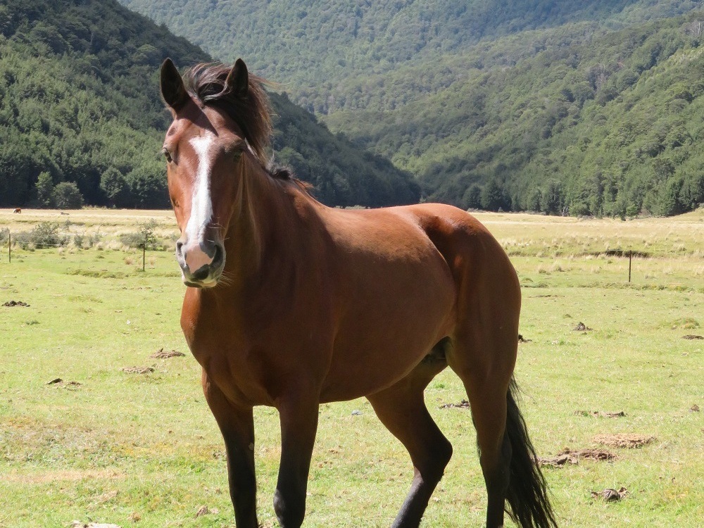 Bella the Kiamanawa (new Zealands wild horse