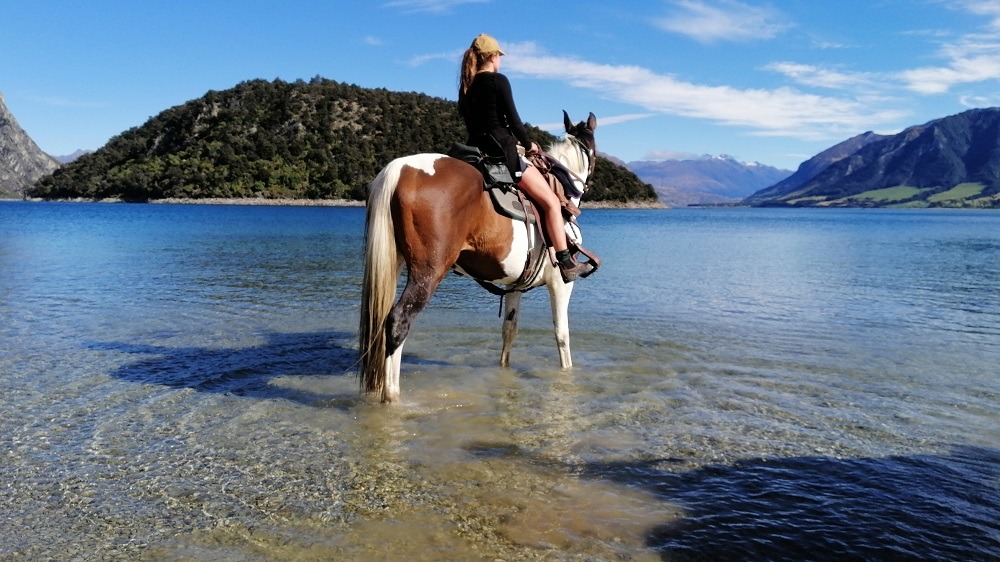 Introducing Micky the Adventure Horse works in horseback riding holidays NZ South Island