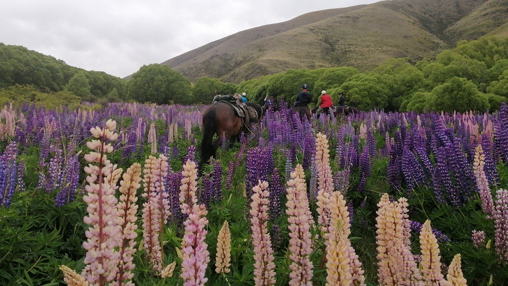 Ride a purpose bred horse through a sea of flowers