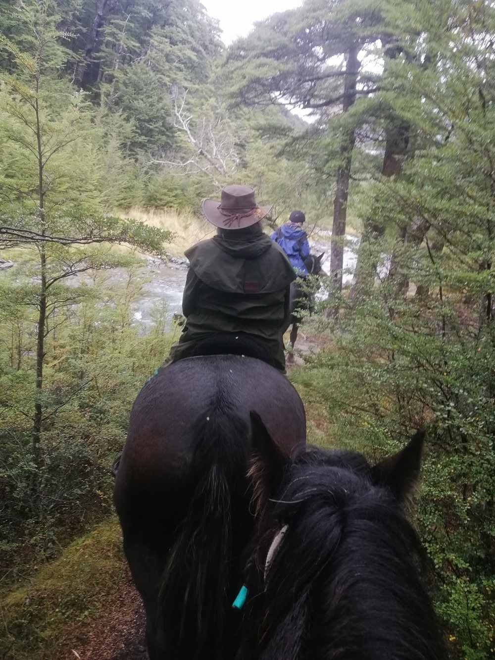 Horseback Riding Native Beech Forests