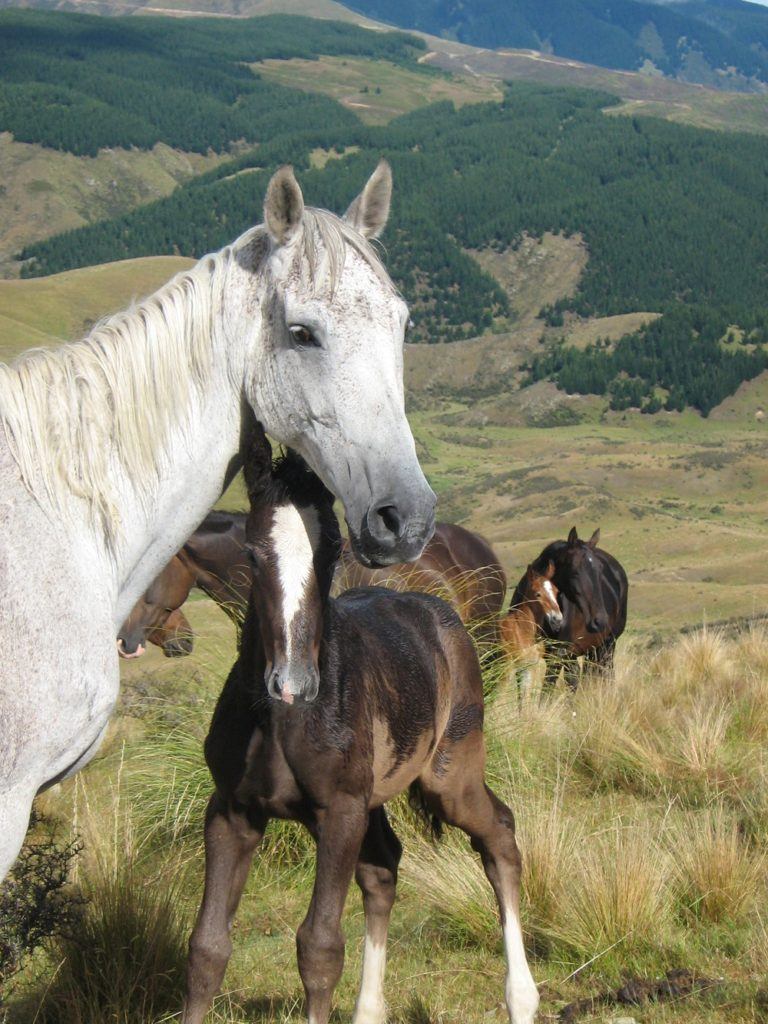 Our beloved Smokie and Mumma Sugar