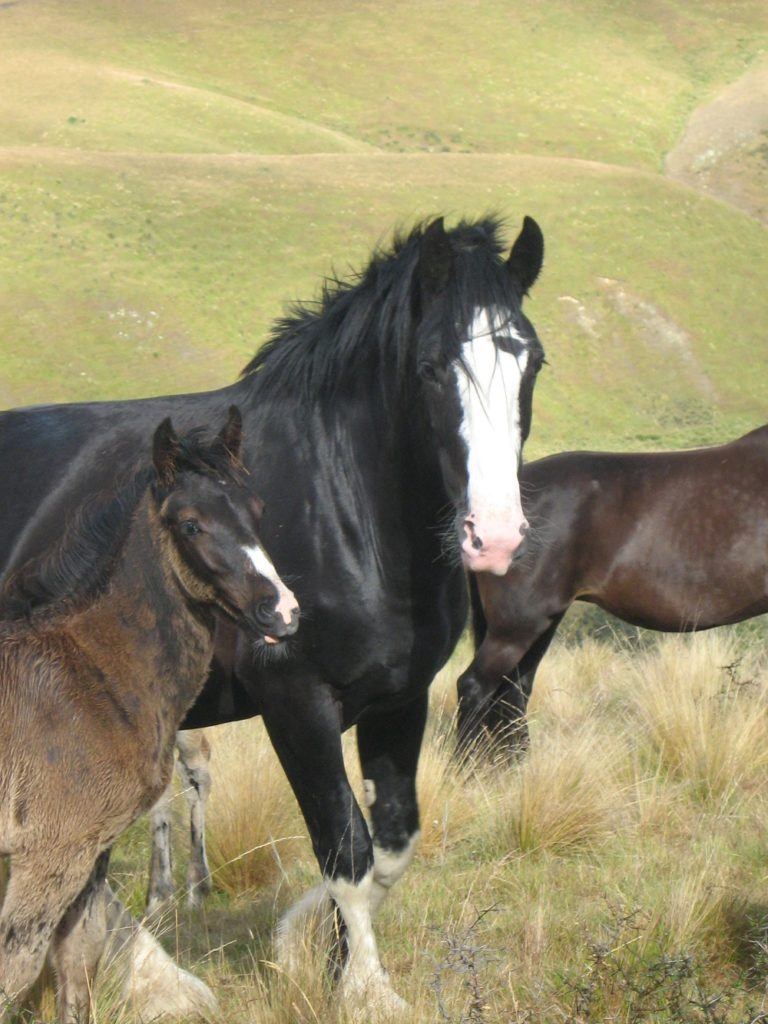 Stallion Supreme and Baby Thunder