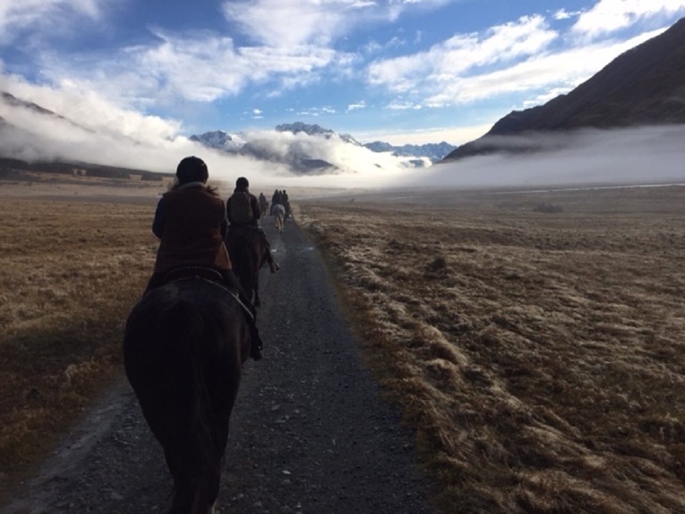 Horses,living and working in a herd environment