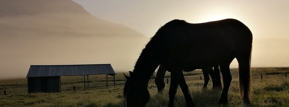 Horses Mountains History NZ South Island