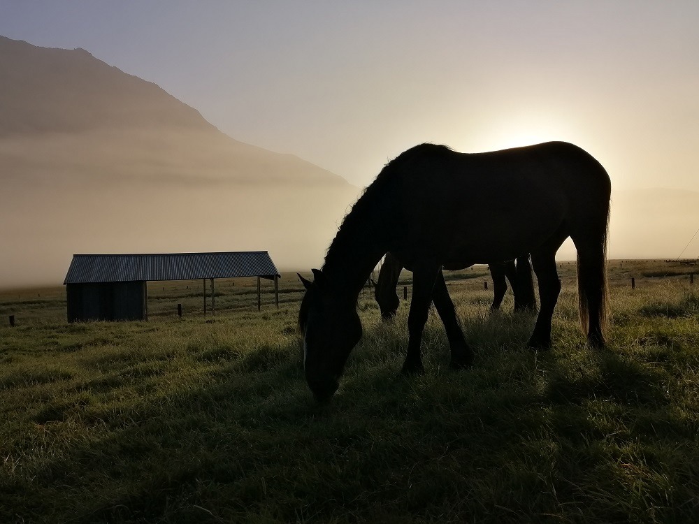 Horses Mountains History NZ South Island