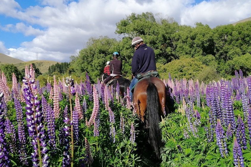 Horse-riding in the lupins of the NZ South Island 