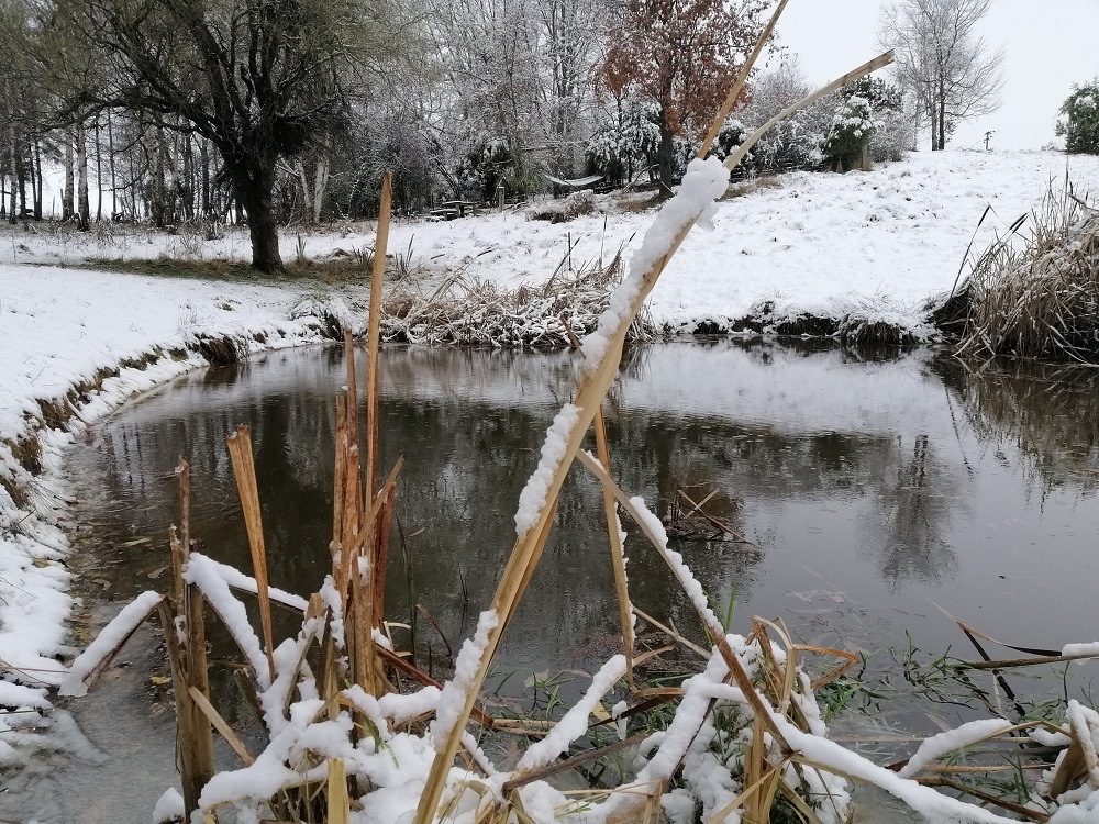 Winter at the wildlife pond NZ South Island