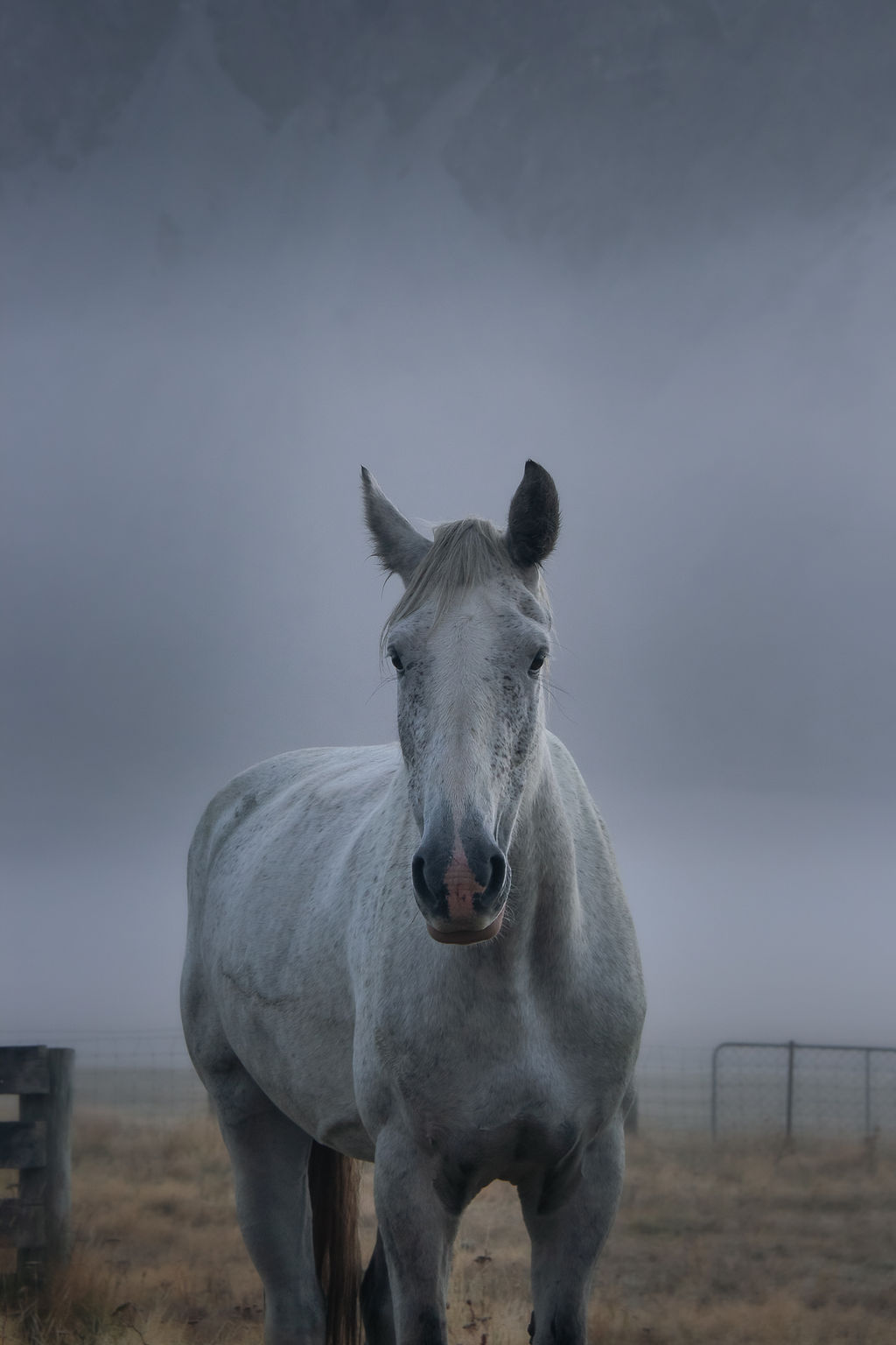 Adventure horse Ataahuaon trail in New Zealand South Island