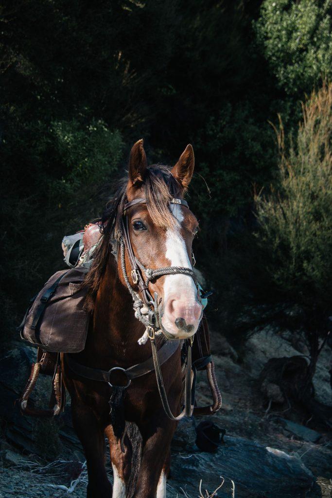 Rata Adventure Horse