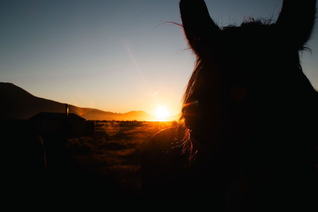 Purpose bred adventure horses 