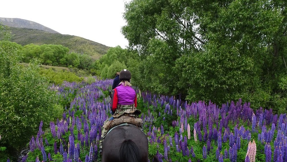 Lupin Lovers Enchanted Trail - Adventure Horse Trekking NZ - Adventure Horse Trekking NZ Riding the Lupin Lovers Trail