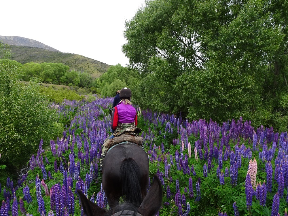 Riding the Lupin Lovers Trail