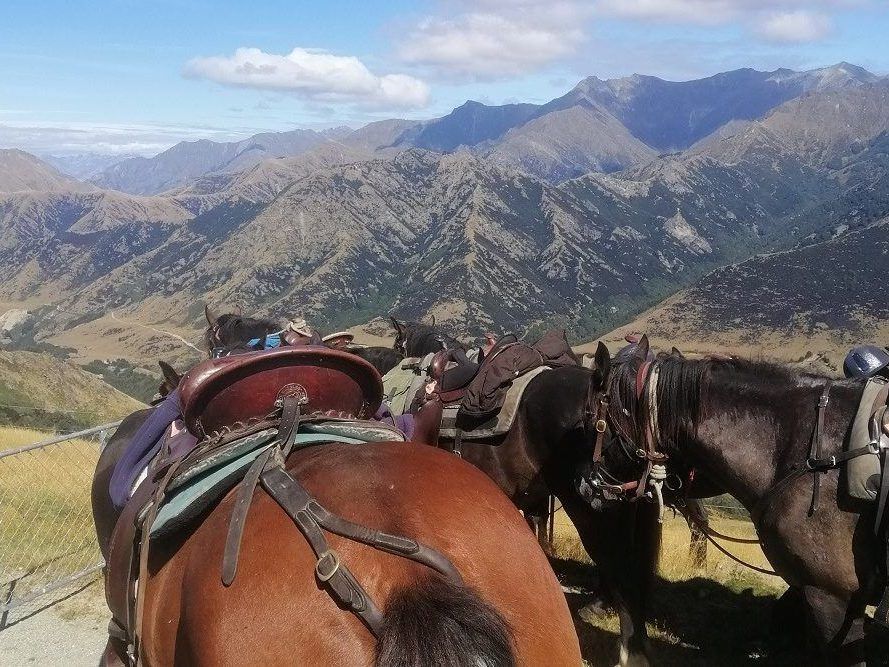 Horses-lunchbreak-Ben-Lomond - Adventure Horse Trekking Lunchtime Ben Lomond Qtown NZ South Island