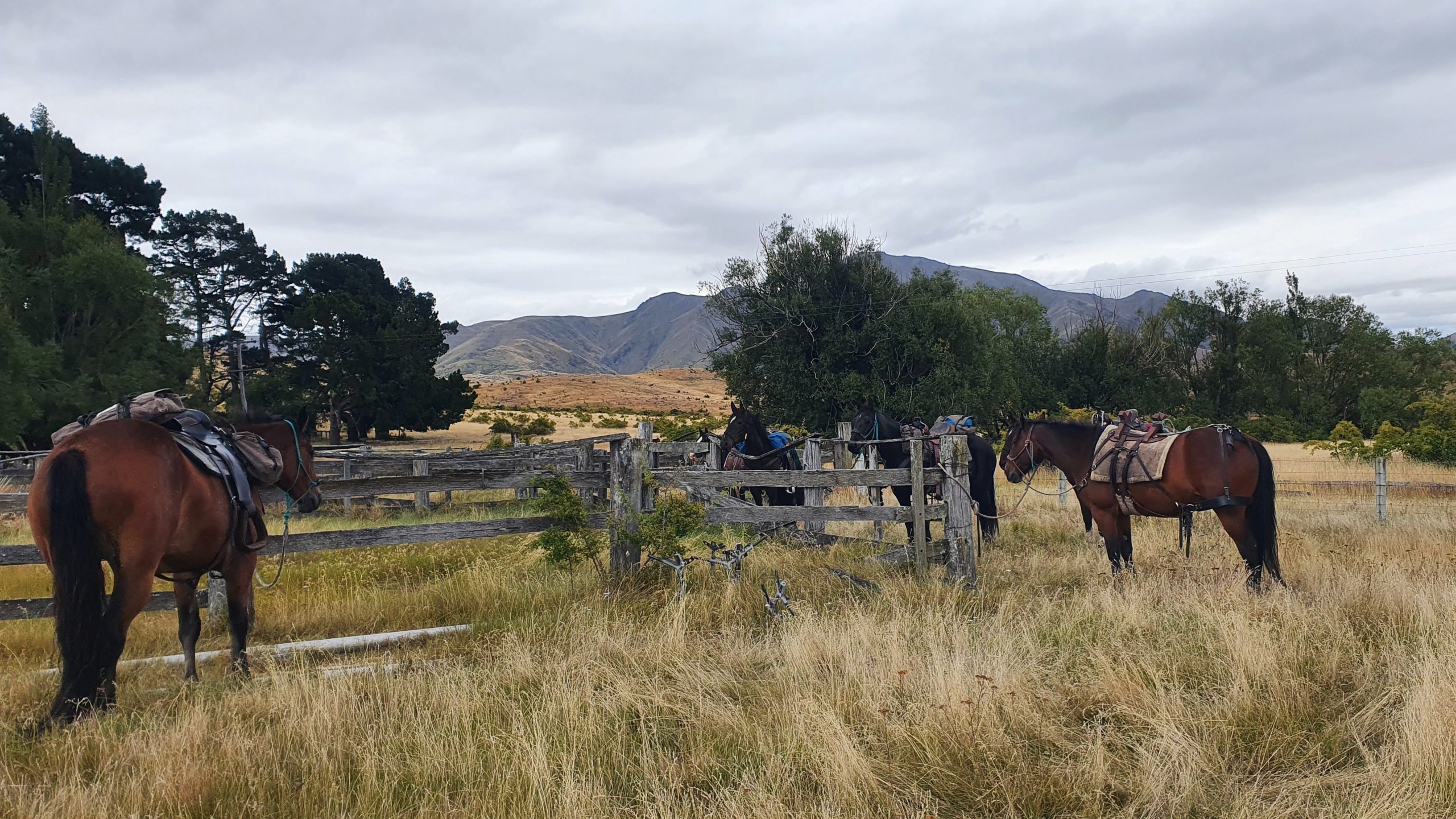Otematata1 - Adventure Horse Trekking NZ - Adventure Horse Trekking NZ