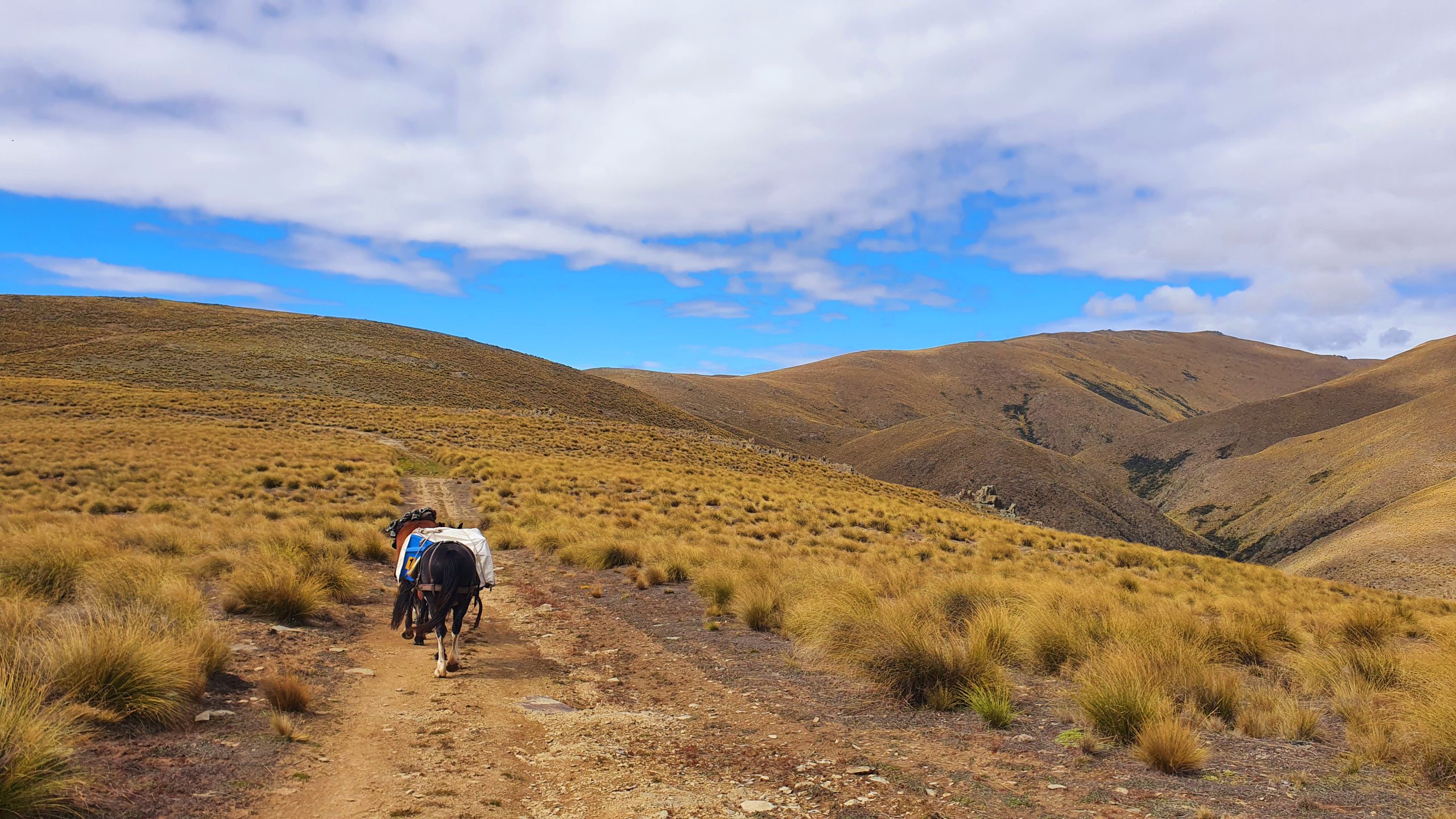 Otematata11 - Adventure Horse Trekking NZ - Adventure Horse Trekking NZ