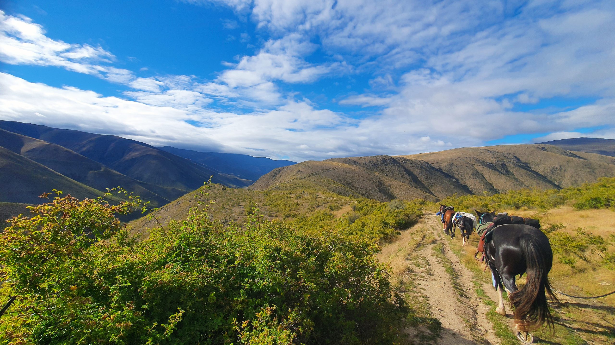 Otematata3 - Adventure Horse Trekking NZ - Adventure Horse Trekking NZ