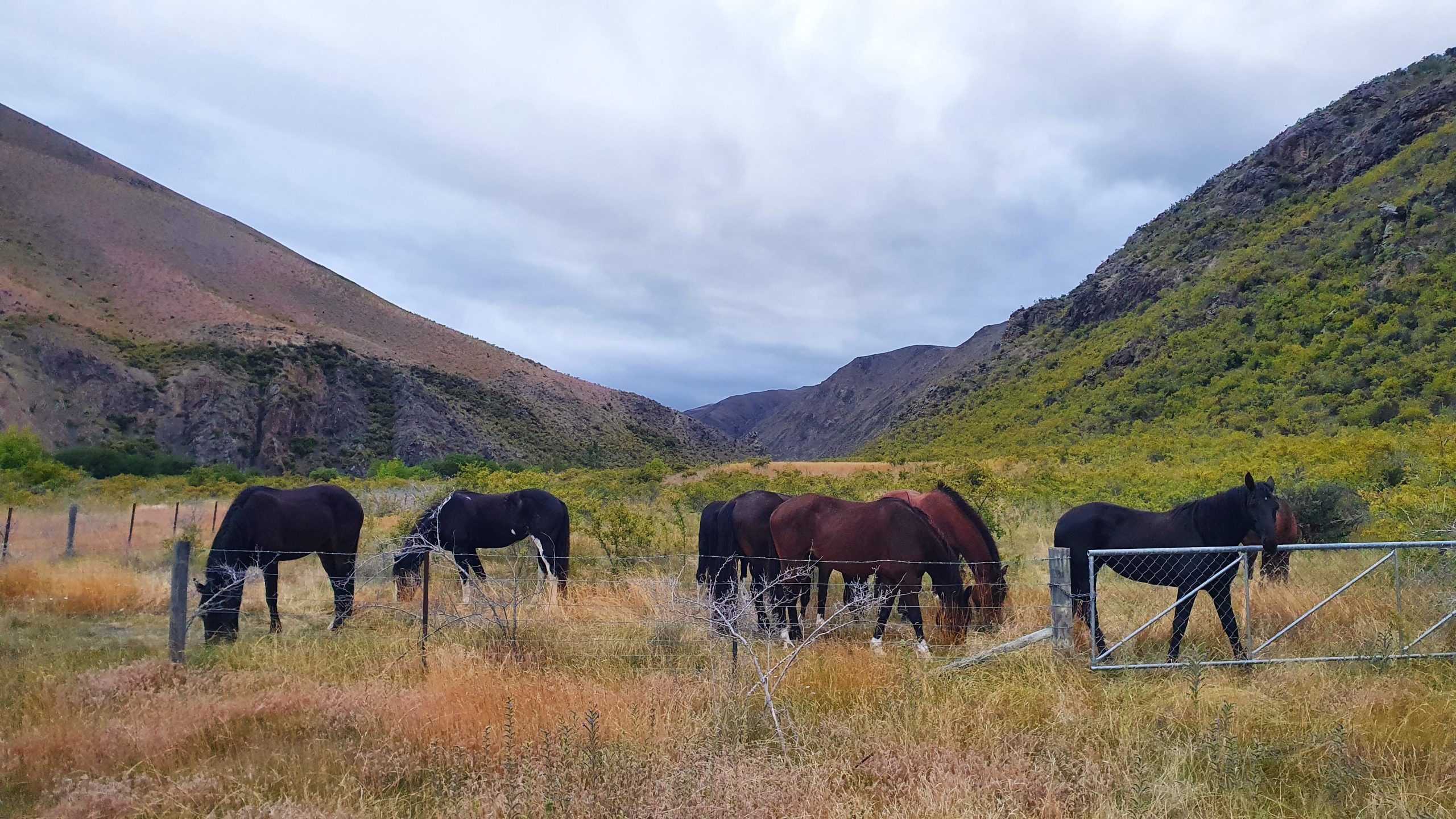 OtematataHorses2 - Adventure Horse Trekking NZ - Adventure Horse Trekking NZ