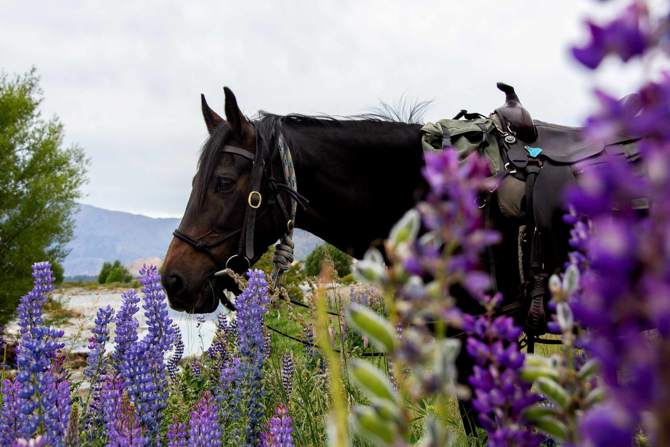 Solene_LupinLovers1 - Adventure Horse Trekking NZ - Adventure Horse Trekking NZ