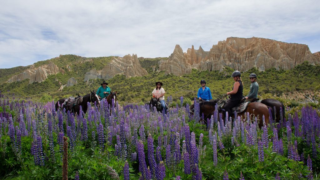 Solene_LupinLovers11 - Adventure Horse Trekking NZ - Adventure Horse Trekking NZ