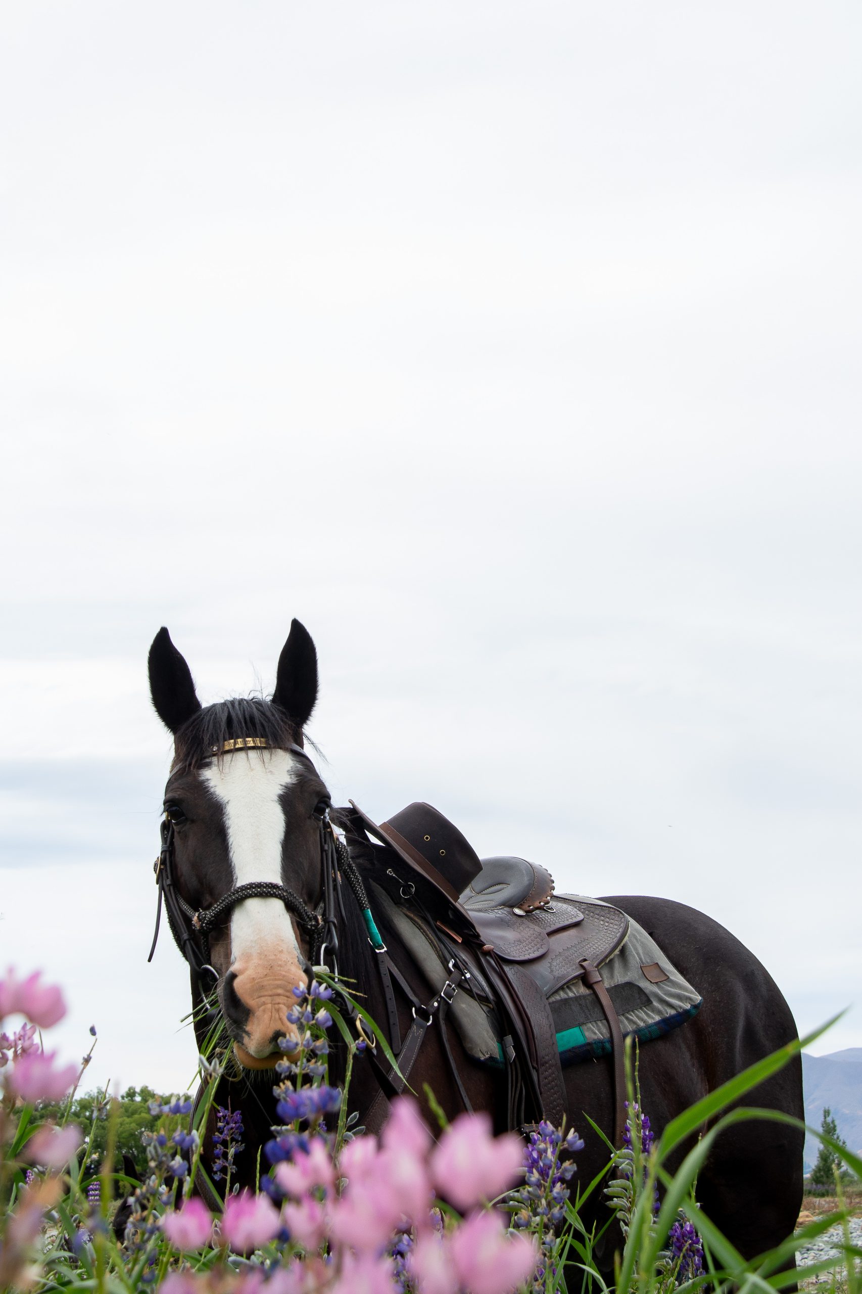 Solene_LupinLovers2 - Adventure Horse Trekking NZ - Adventure Horse Trekking NZ