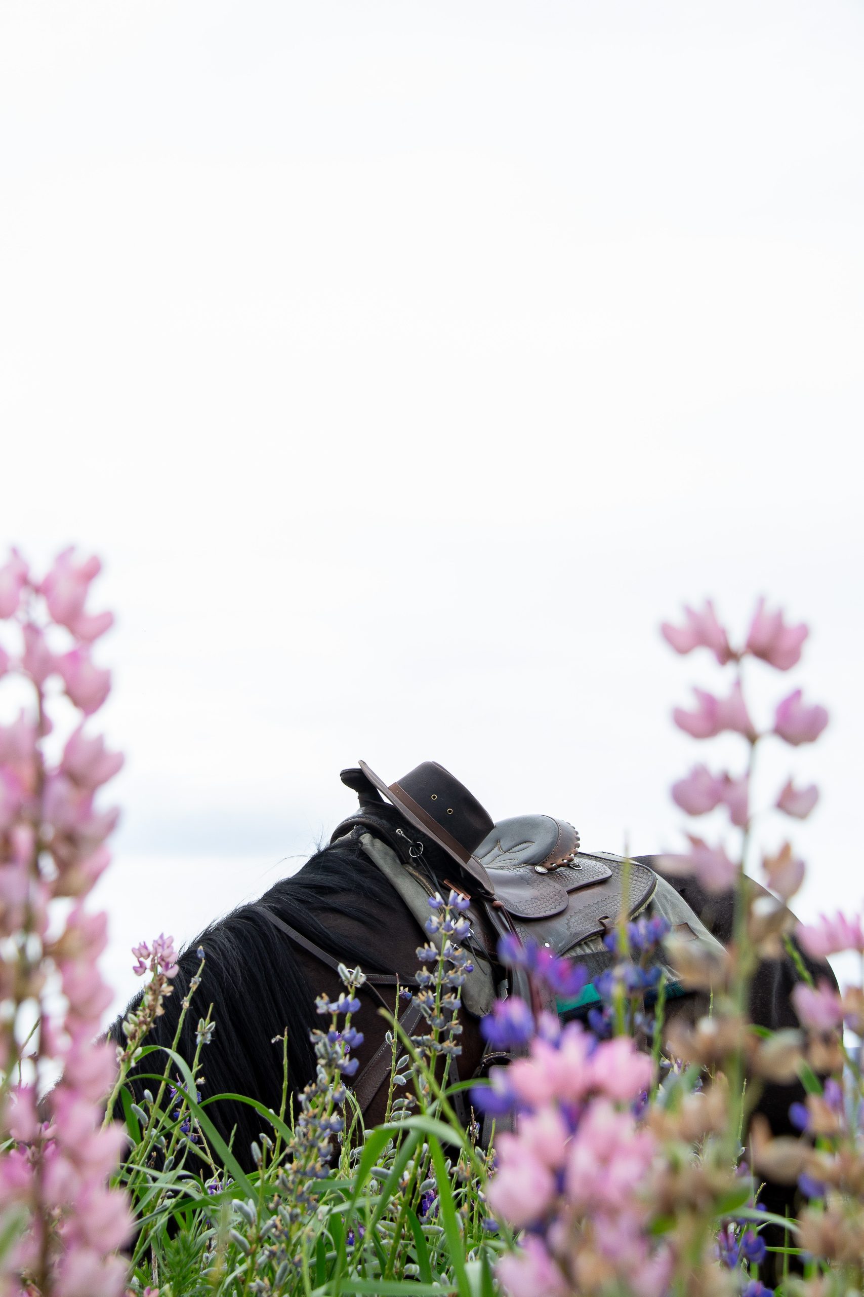 Solene_LupinLovers3 - Adventure Horse Trekking NZ - Adventure Horse Trekking NZ