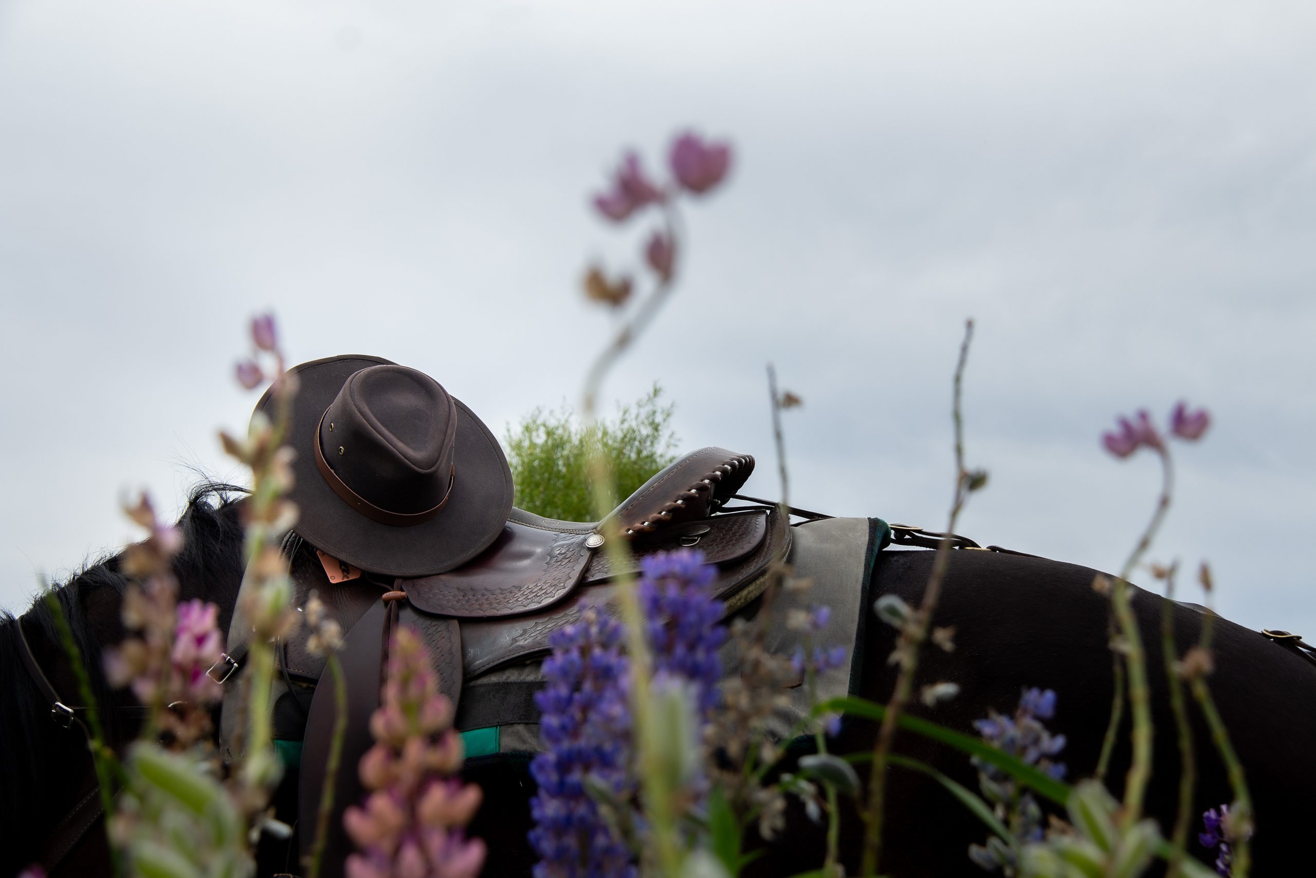 Solene_LupinLovers4 - Adventure Horse Trekking NZ - Adventure Horse Trekking NZ