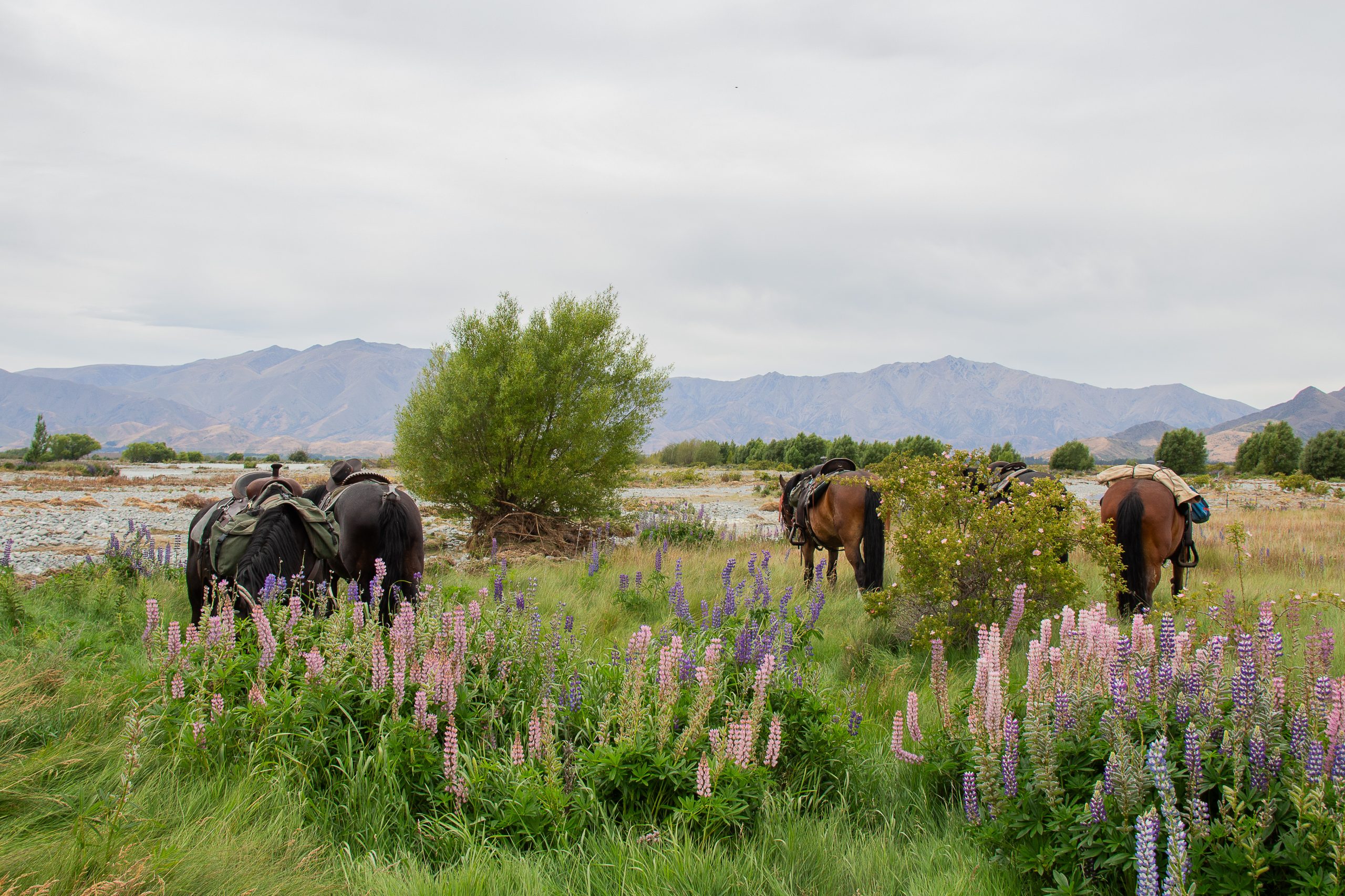 Solene_LupinLovers5 - Adventure Horse Trekking NZ - Adventure Horse Trekking NZ
