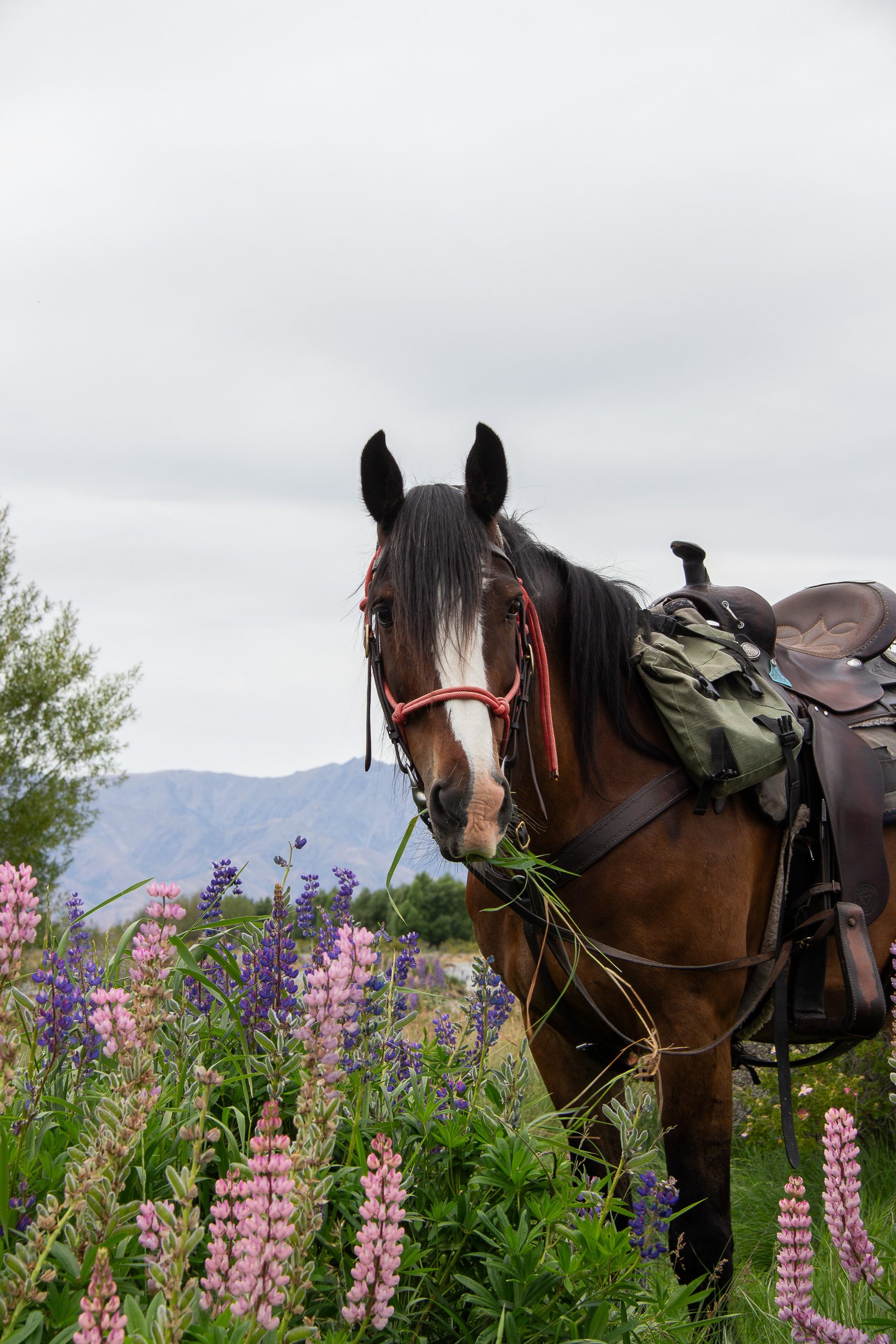 Solene_LupinLovers6 - Adventure Horse Trekking NZ - Adventure Horse Trekking NZ