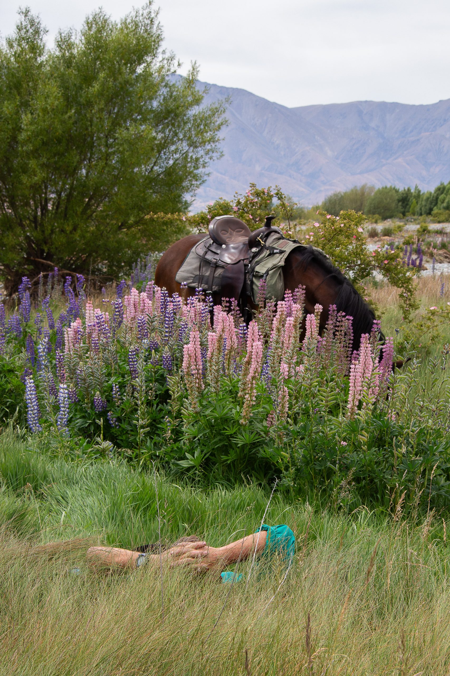 Solene_LupinLovers8 - Adventure Horse Trekking NZ - Adventure Horse Trekking NZ